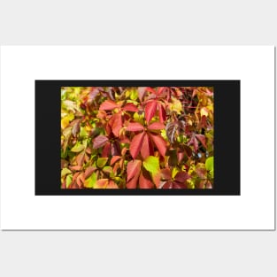 Soft orange-red Virginia creeper leaves in autumn Posters and Art